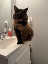 Reunited Female Cat last seen Fox Fire Neighborhood , Virginia Beach, VA 23456