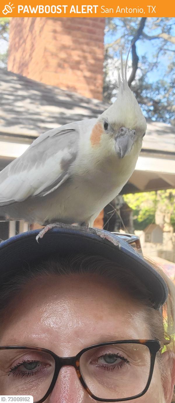 Found/Stray Unknown Bird last seen Nacogdoches and old moss road, San Antonio, TX 78233