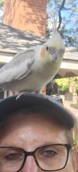 Found/Stray Unknown Bird last seen Nacogdoches and old moss road, San Antonio, TX 78233