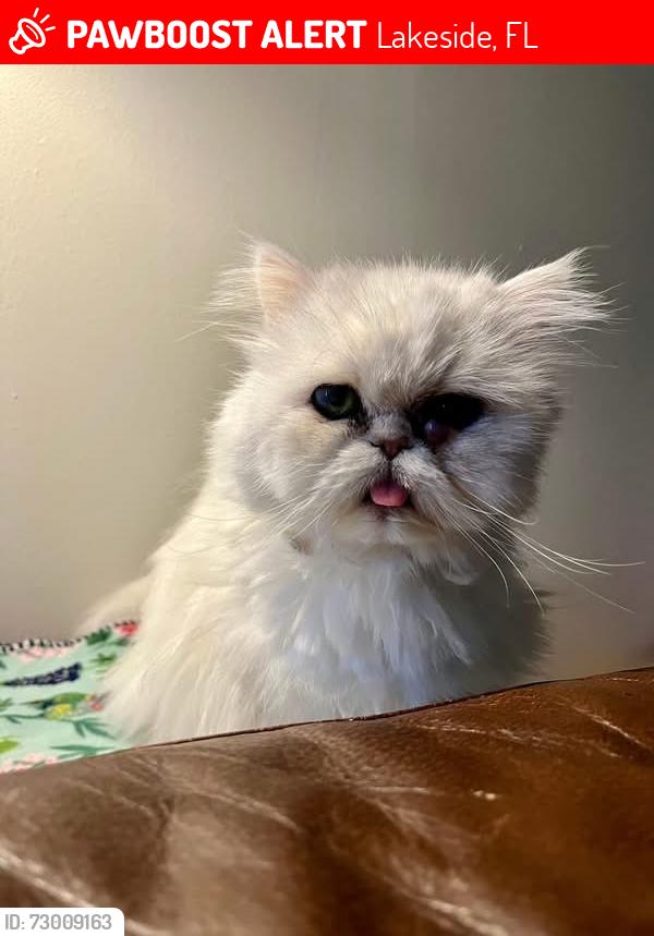 Lost Female Cat last seen Evergreen ln e greenwood subdivision , Lakeside, FL 32068