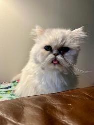 Lost Female Cat last seen Evergreen ln e greenwood subdivision , Lakeside, FL 32068