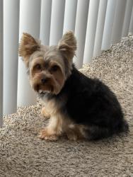 Lost Male Dog last seen Lake Buena Vista , Golden Oak, FL 32836