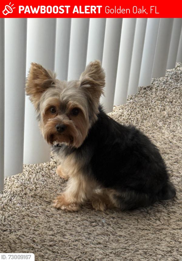 Lost Male Dog last seen Lake Buena Vista , Golden Oak, FL 32836