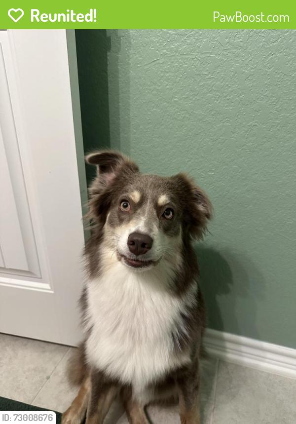 Reunited Female Dog last seen Cordova Road/ HW 46, Seguin, TX 78155