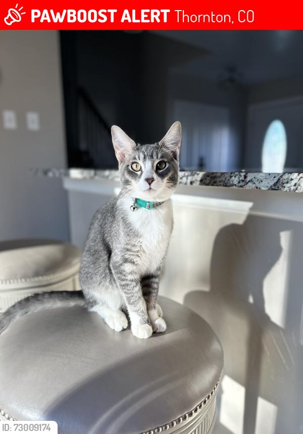 Lost Male Cat last seen 114th and Madison , Thornton, CO 80233