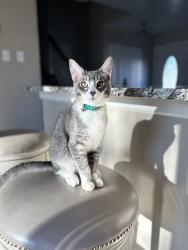 Lost Male Cat last seen 114th and Madison , Thornton, CO 80233