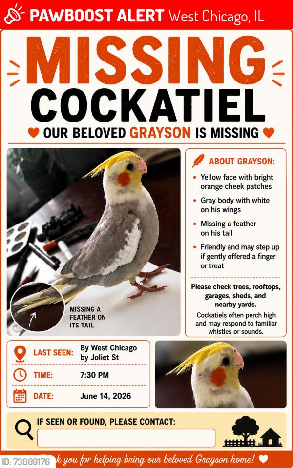 Lost Male Bird last seen Gary elementary school , West Chicago, IL 60185