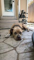 Found/Stray Male Dog last seen Cherry & Wardlow, Long Beach, CA 90807
