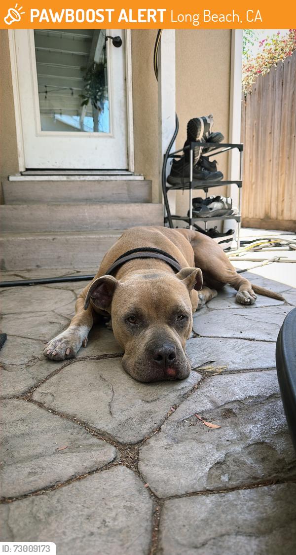 Found/Stray Male Dog last seen Cherry & Wardlow, Long Beach, CA 90807