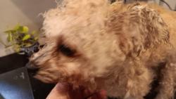 Reunited Male Dog last seen Memorial Pkwy Elementary, Harris County, TX 77450