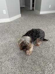 Reunited Male Dog last seen Auburn woods dr., Auburn, GA 30011