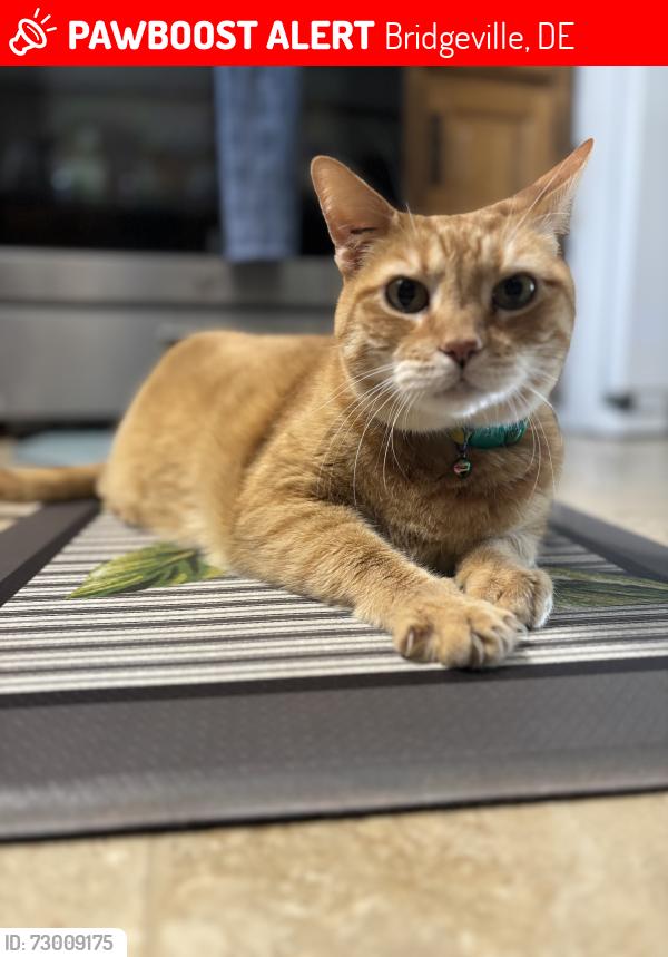 Lost Male Cat last seen North Main Street, by Dollar General and Calibre Collison, Bridgeville, DE 19933
