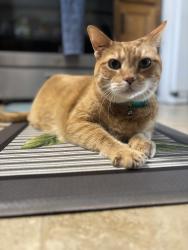 Lost Male Cat last seen North Main Street, by Dollar General and Calibre Collison, Bridgeville, DE 19933