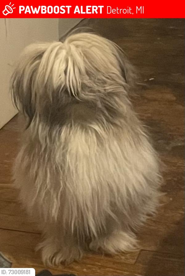 Lost Male Dog last seen Thatcher and Curtis , Detroit, MI 48235