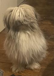 Lost Male Dog last seen Thatcher and Curtis , Detroit, MI 48235