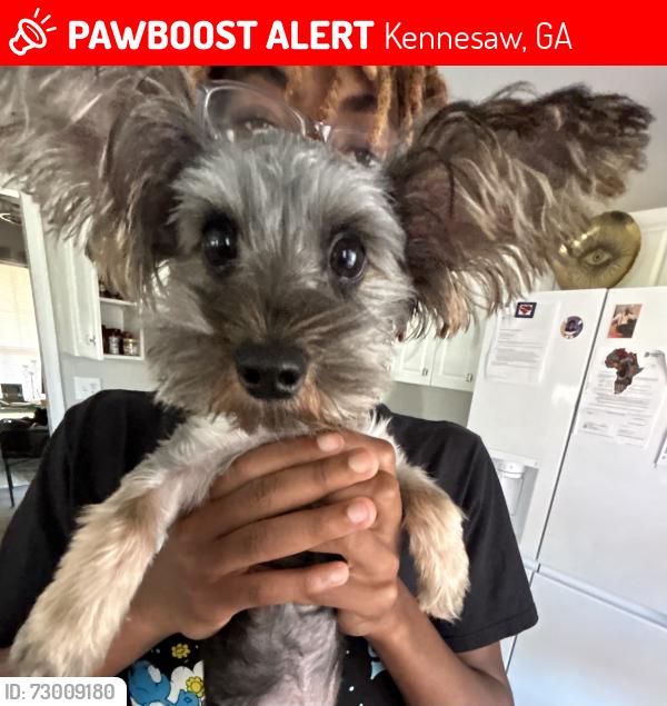 Lost Male Dog last seen Highway 41 and Ernest Barrett, Kennesaw, GA 30152