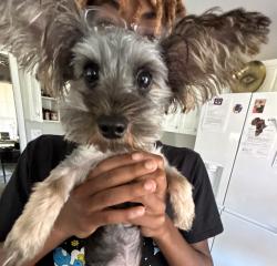 Lost Male Dog last seen Highway 41 and Ernest Barrett, Kennesaw, GA 30152