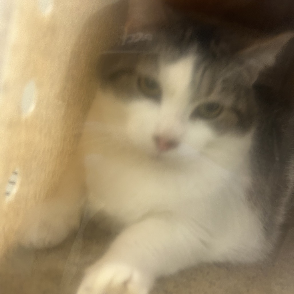 Shelter Stray Female Cat last seen , Animal Care & Control Team of Philly, 111 W Hunting Park Ave, Philadelphia, PA 19140, USA