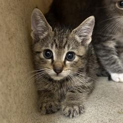 Shelter Stray Male Cat last seen , Animal Care & Control Team of Philly, 111 W Hunting Park Ave, Philadelphia, PA 19140, USA