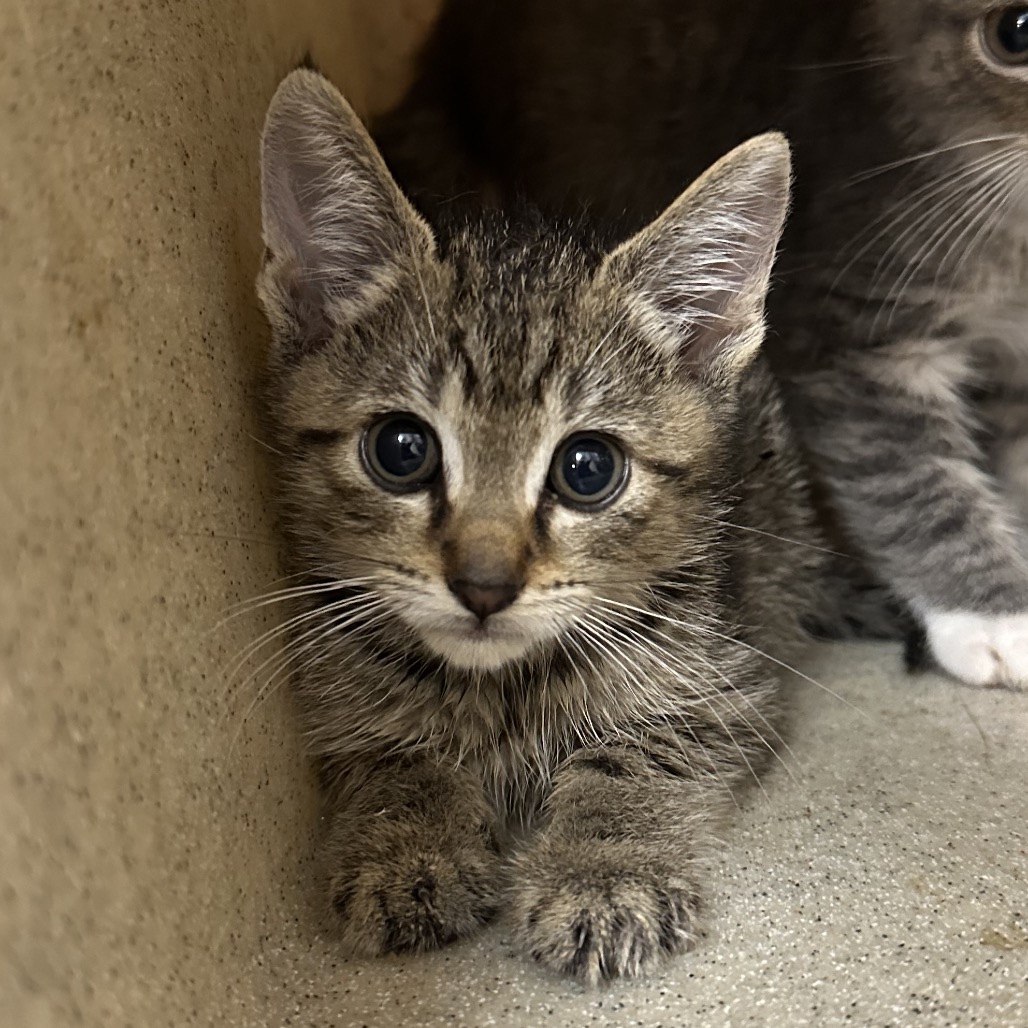Shelter Stray Male Cat last seen , Animal Care & Control Team of Philly, 111 W Hunting Park Ave, Philadelphia, PA 19140, USA