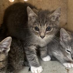 Shelter Stray Male Cat last seen , Animal Care & Control Team of Philly, 111 W Hunting Park Ave, Philadelphia, PA 19140, USA