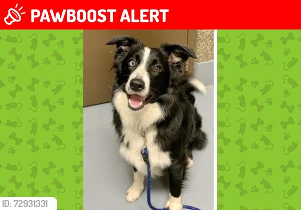 Lost Male Dog last seen Ceader flts , Springfield, OR 97478
