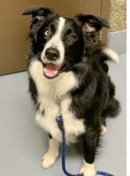 Lost Male Dog last seen Ceader flts , Springfield, OR 97478