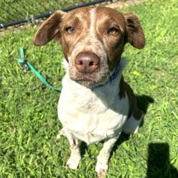 Shelter Stray Female Dog last seen , 2951 S 1st St, Cabot, AR 72023, USA