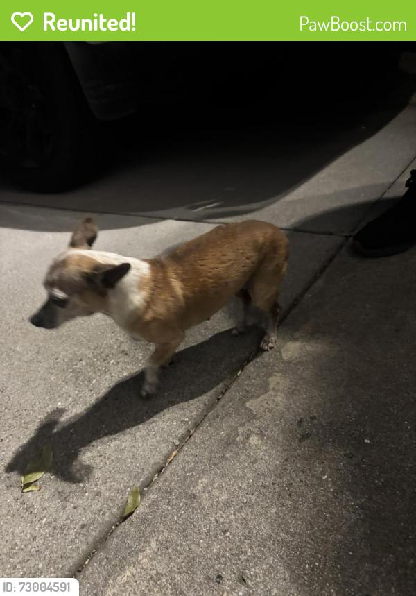 Reunited Female Dog last seen Citrus & 210 freeway, Azusa, CA 91702