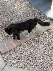 Found/Stray Unknown Cat last seen Fry’s Store #10, Glendale, AZ 85301
