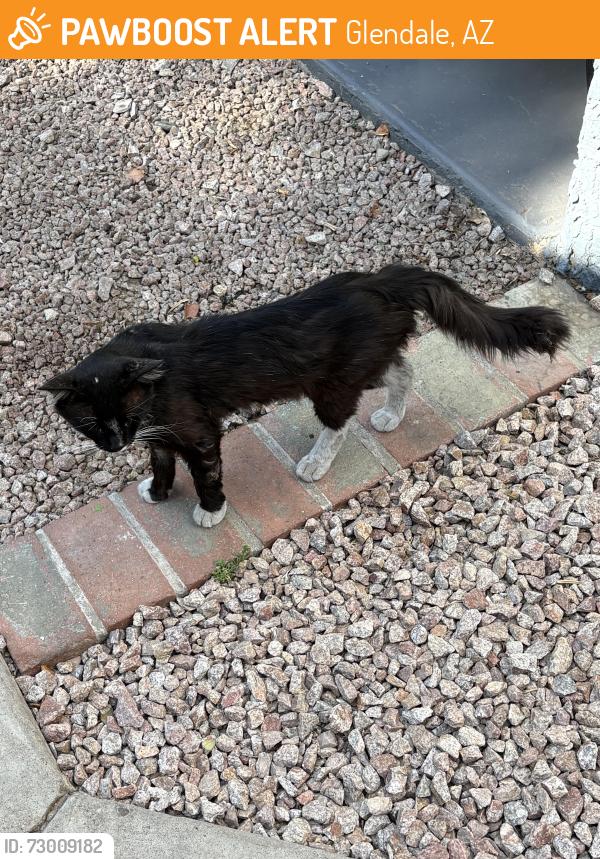 Found/Stray Unknown Cat last seen Fry’s Store #10, Glendale, AZ 85301