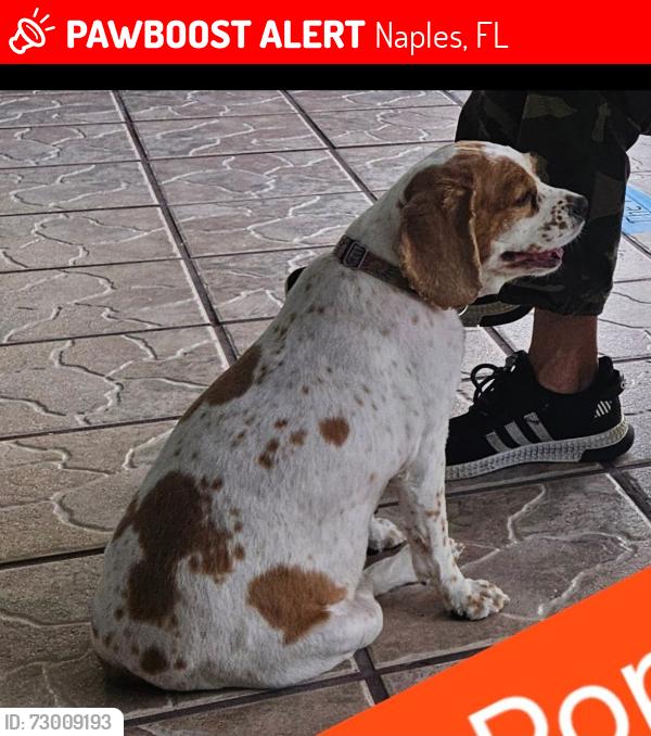Lost Female Dog last seen 22nd Street SE and Golden Gate Blvd, Naples, FL 34117