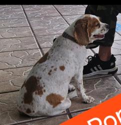 Lost Female Dog last seen 22nd Street SE and Golden Gate Blvd, Naples, FL 34117