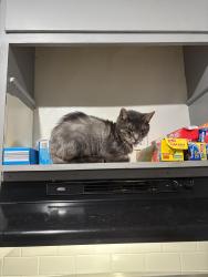 Lost Male Cat last seen Glen lily, Bowling Green, KY 42101