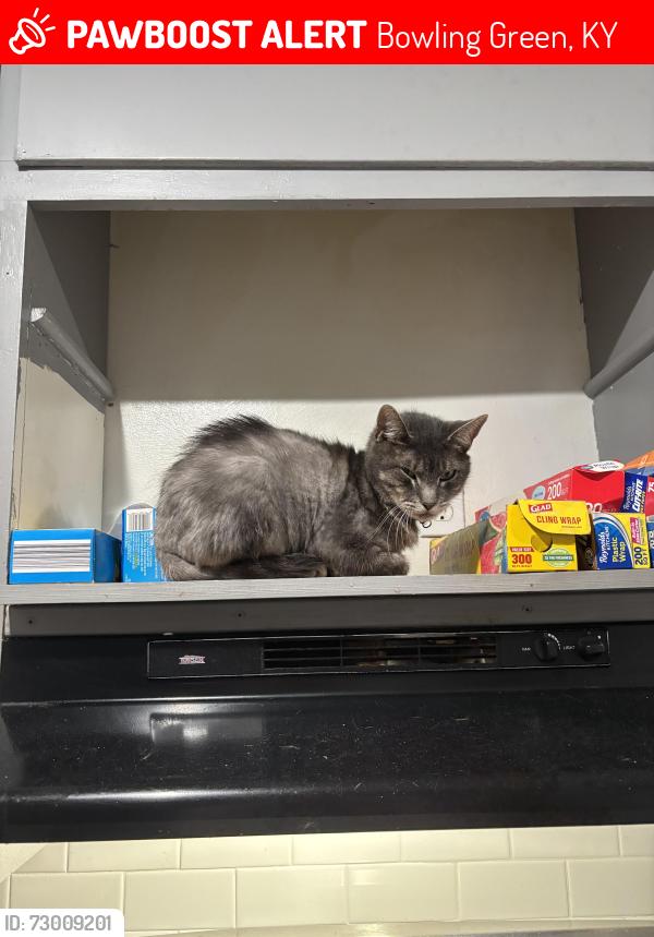Lost Male Cat last seen Glen lily, Bowling Green, KY 42101