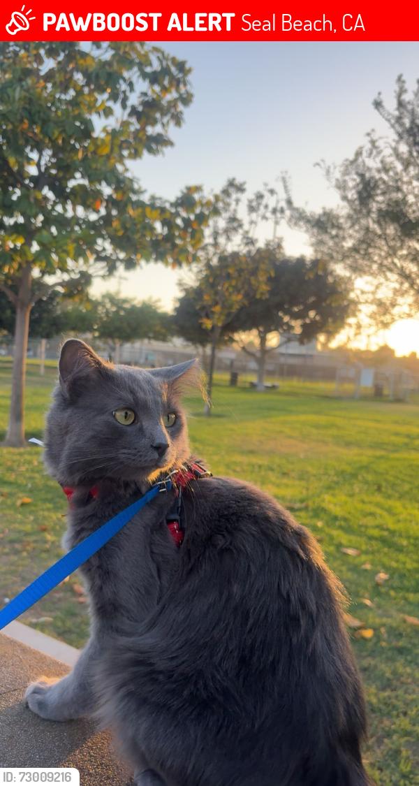 Lost Male Cat last seen 12th and PCH, Seal Beach, CA 90740