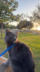 Lost Male Cat last seen 12th and PCH, Seal Beach, CA 90740