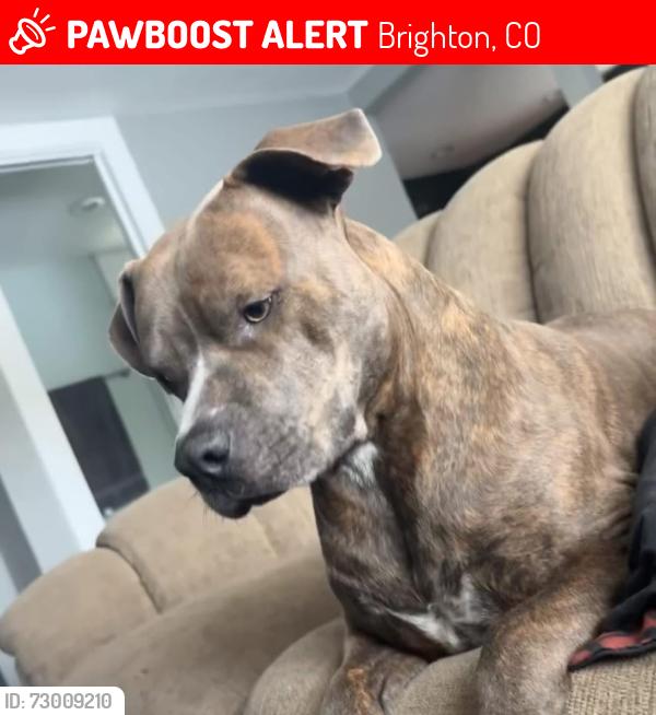 Lost Male Dog last seen 8th street & Mathers , Brighton, CO 80601