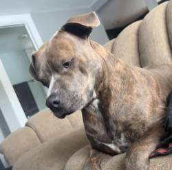Lost Male Dog last seen 8th street & Mathers , Brighton, CO 80601