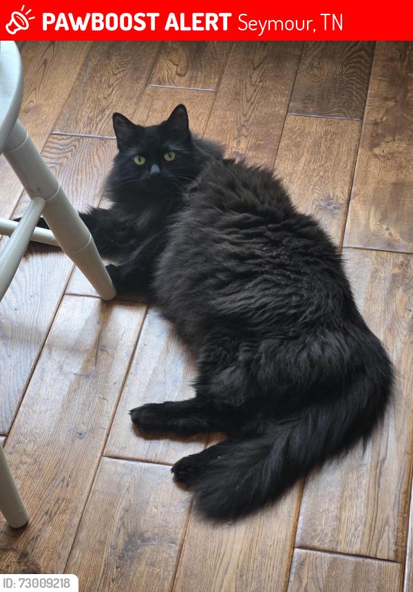 Lost Female Cat last seen Near Mississippi Ave, Seymour, Tn, Seymour, TN 37865