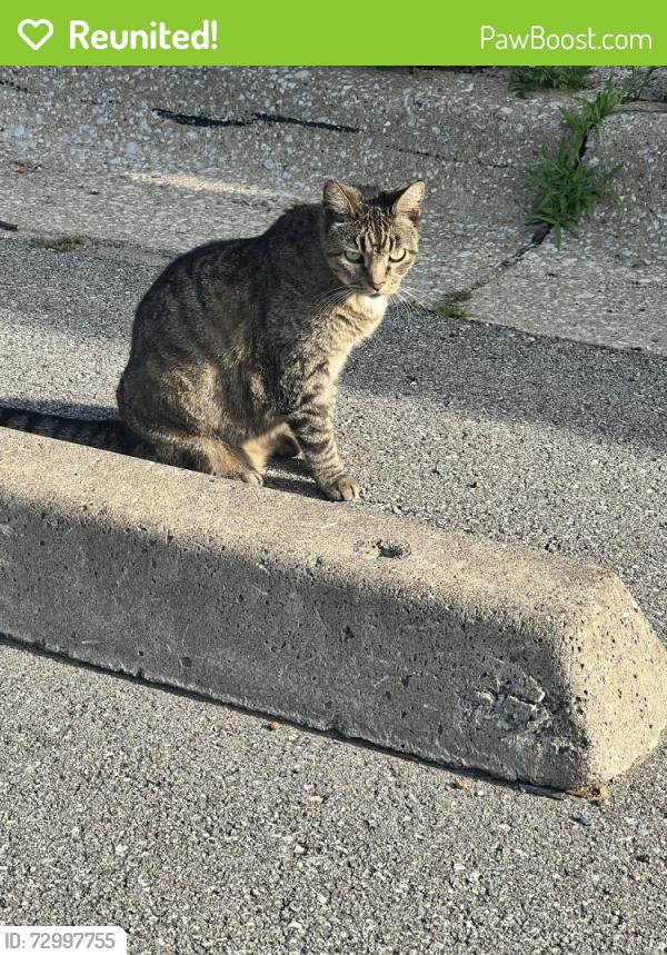 Reunited Female Cat last seen 84th & Antioch, Overland Park, KS 66212