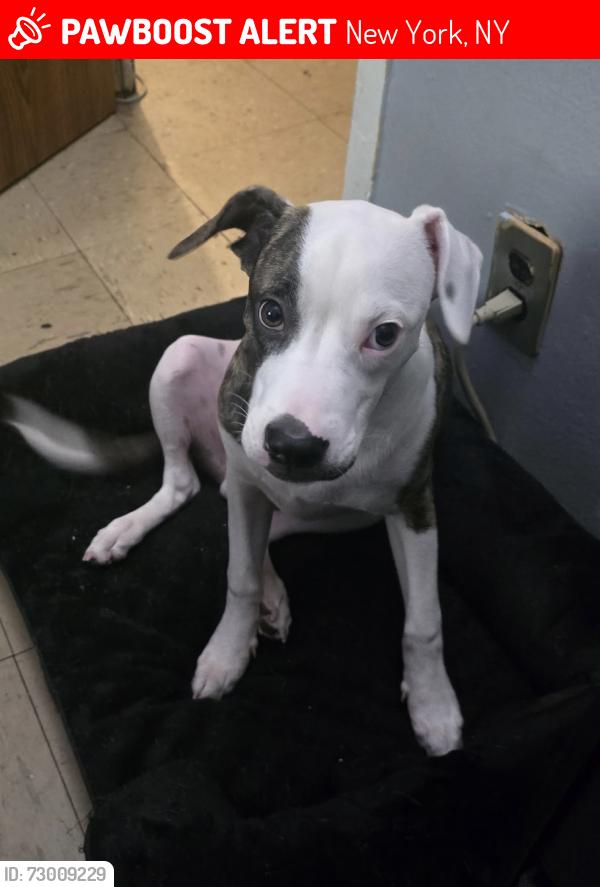 Lost Male Dog last seen Harlem , NY 125th Street Adam Clayton , New York, NY 10027
