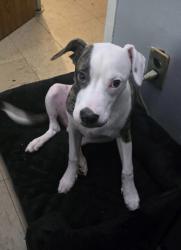 Lost Male Dog last seen Harlem , NY 125th Street Adam Clayton , New York, NY 10027