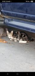 Lost Male Cat last seen Torresdale Ave and Ashbuner street, Philadelphia, PA 19136