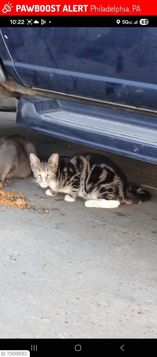 Lost Male Cat last seen Torresdale Ave and Ashbuner street, Philadelphia, PA 19136