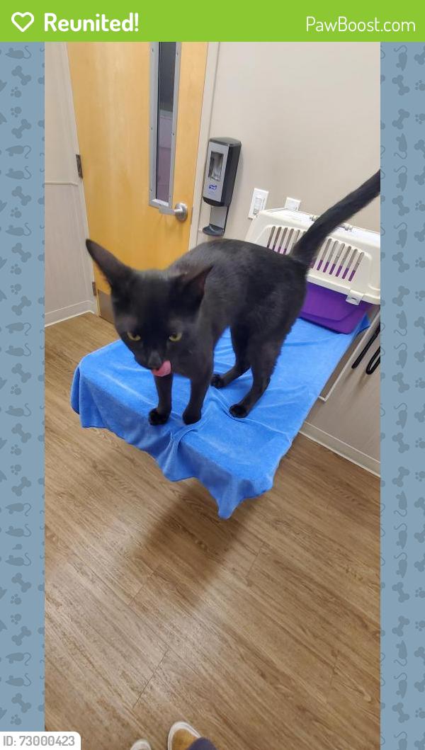 Reunited Male Cat last seen Paradise and Occidental Way , Emerald Hills, CA 94062