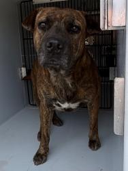 Shelter Stray Female Dog last seen Midwest City, 8485 E Reno Ave, Midwest City, OK 73110, USA