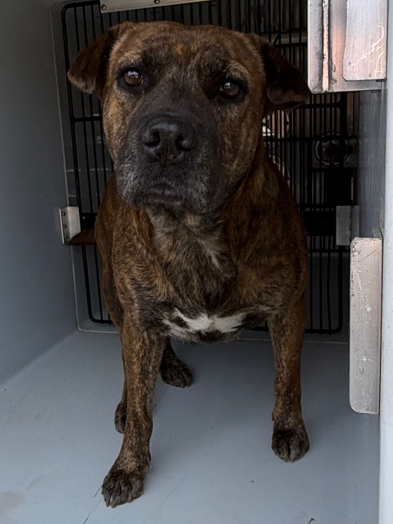 Shelter Stray Female Dog last seen Midwest City, 8485 E Reno Ave, Midwest City, OK 73110, USA