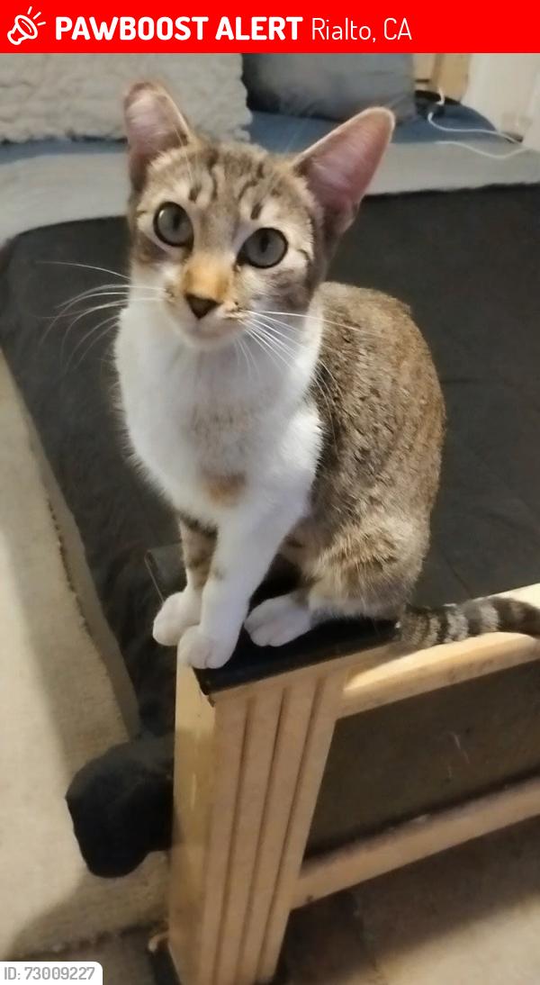Lost Female Cat last seen Bohnert Ave & Linden , Rialto, CA 92377
