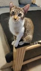 Lost Female Cat last seen Bohnert Ave & Linden , Rialto, CA 92377